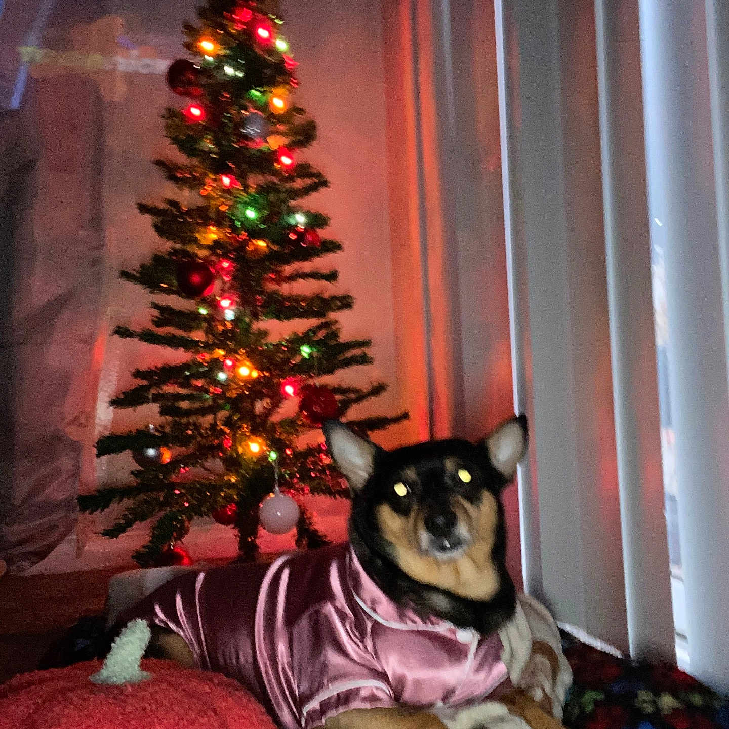 Chapa is registered to the contest to win money with this photo: black, blanket, brown, christmas_tree, cozy, decorations, dog, festive, furniture, green, holiday_lights, indoor, multicolored_lights, orange, pet, pink_clothing, pumpkin_pillow, red, small_dog, vertical_blinds