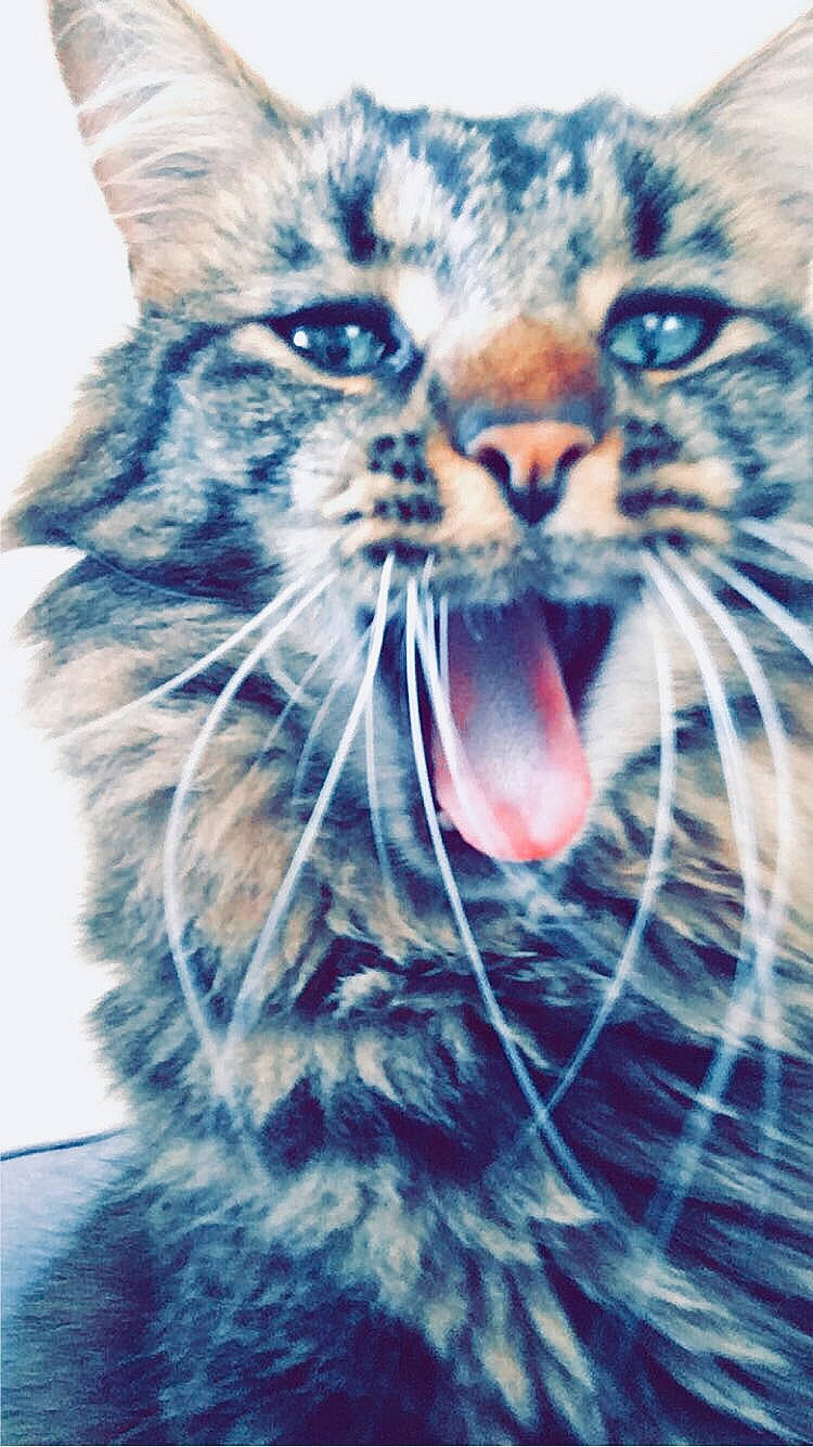 Olympe participe au concours pour gagner de l'argent avec cette photo : california_spangled, carnivore, cat, close_up, domestic_short_haired_cat, european_shorthair, eye, facial_expression, felidae, kitten, nose, organ, pixie_bob, roar, siberian, small_to_medium_sized_cats, snout, tabby_cat, whiskers, wild_cat