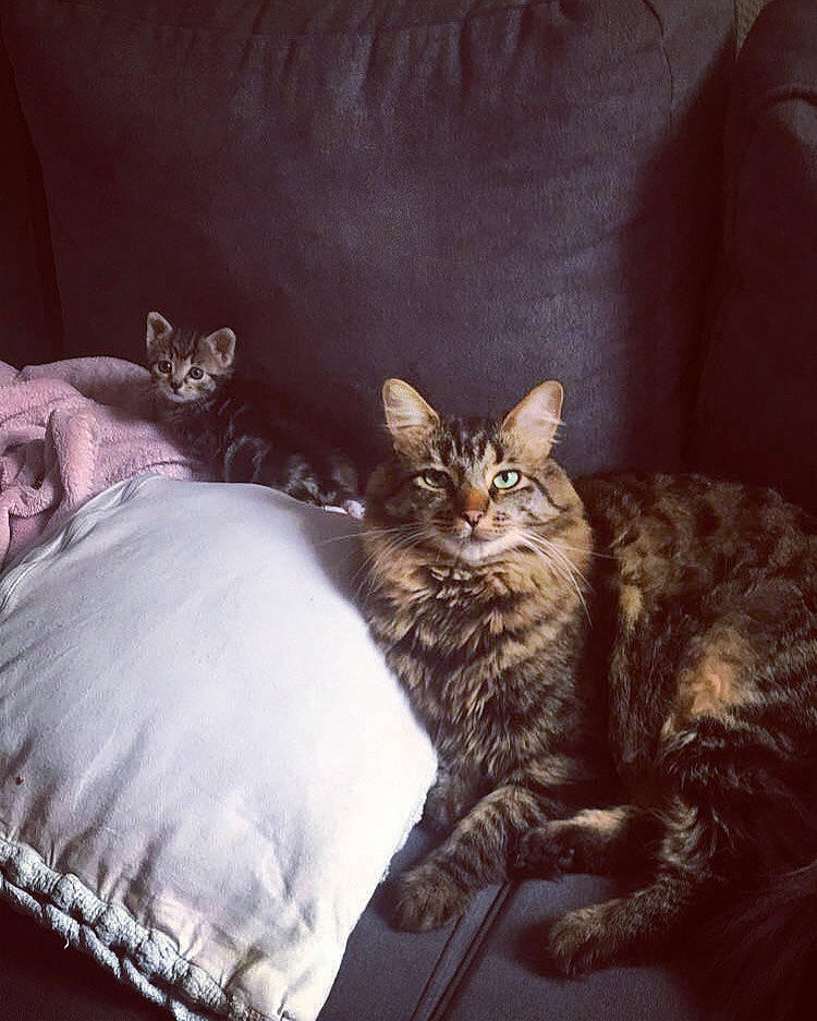 Olympe a rejoint le concours — aidez-le/la à gagner de superbes lots ! american_curl, american_shorthair, asian, bed, carnivore, cat, domestic_short_haired_cat, dragon_li, european_shorthair, felidae, fur, furniture, kitten, maine_coon, norwegian_forest_cat, ocicat, pixie_bob, small_to_medium_sized_cats, tabby_cat, whiskers