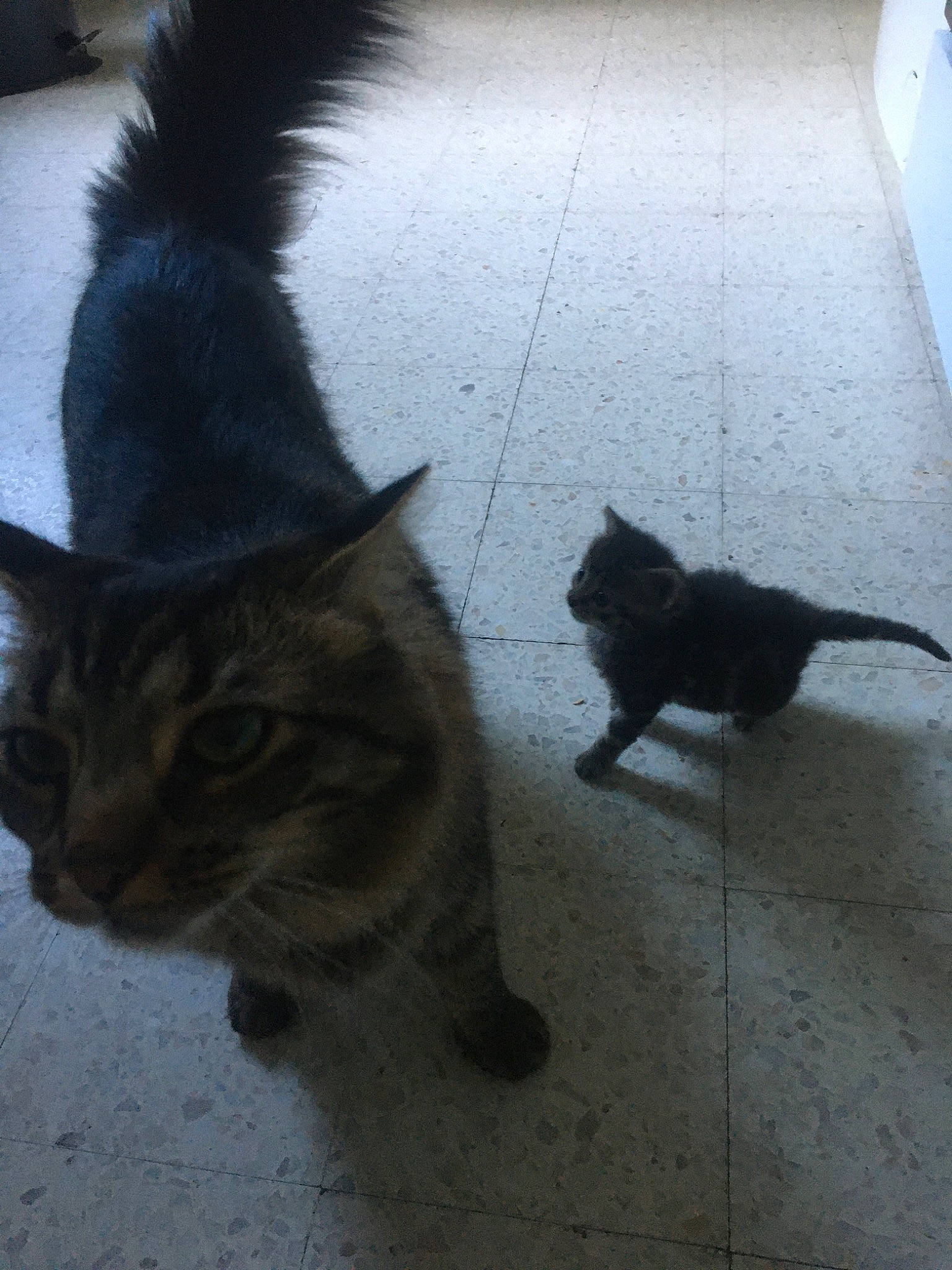 Olympe a rejoint le concours — aidez-le/la à gagner de superbes lots ! asian, black_cat, carnivore, cat, claw, domestic_short_haired_cat, european_shorthair, fawn, felidae, floor, fur, kitten, mammal, polydactyl_cat, small_to_medium_sized_cats, tail, whiskers