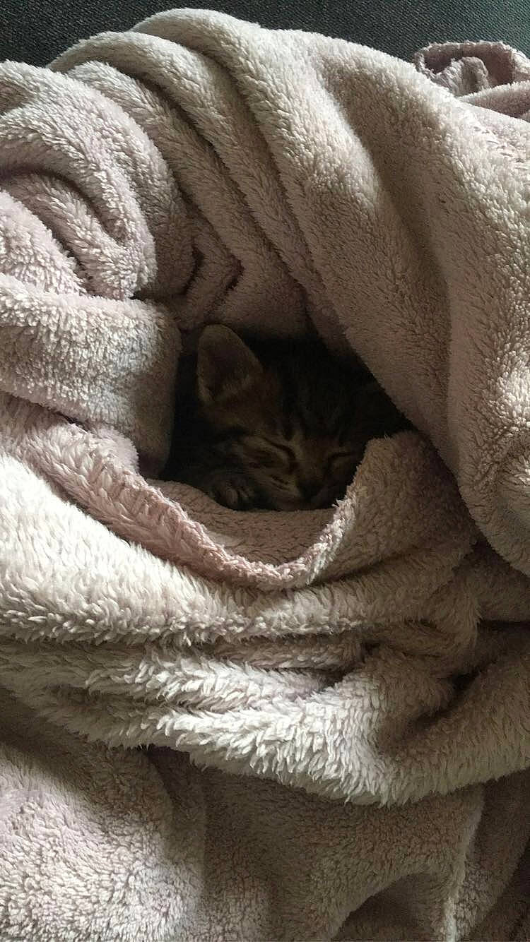 Athéna a rejoint le concours — aidez-le/la à gagner de superbes lots ! beige, blanket, carnivore, cat, close_up, fawn, felidae, fur, linens, small_to_medium_sized_cats, textile, towel, wool