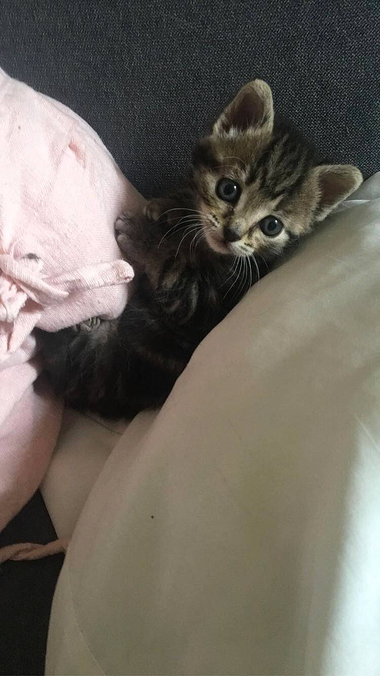 Athéna participe au concours pour gagner de l'argent avec cette photo : american_curl, american_shorthair, asian, carnivore, cat, domestic_short_haired_cat, ear, european_shorthair, fawn, felidae, fur, hand, kitten, mammal, norwegian_forest_cat, paw, polydactyl_cat, small_to_medium_sized_cats, tabby_cat, whiskers