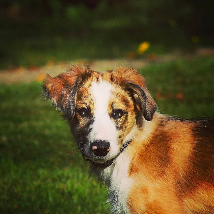Arlo a rejoint le concours — aidez-le/la à gagner de superbes lots ! australian_collie, australian_shepherd, basque_shepherd_dog, border_collie, canidae, carnivore, companion_dog, dog, dog_breed, english_shepherd, kooikerhondje, longhaired_whippet, mammal, miniature_australian_shepherd, rare_breed_dog, silken_windhound, snout, sporting_group, vertebrate, welsh_sheepdog