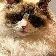 Bella joined the competition — help win amazing prizes! cat, fluffy, long_hair, close_up, portrait, animal, pet, whiskers, ears, fur, face, indoor, domestic_cat, feline, cute, soft, relaxed, mammal, pink_nose, calm