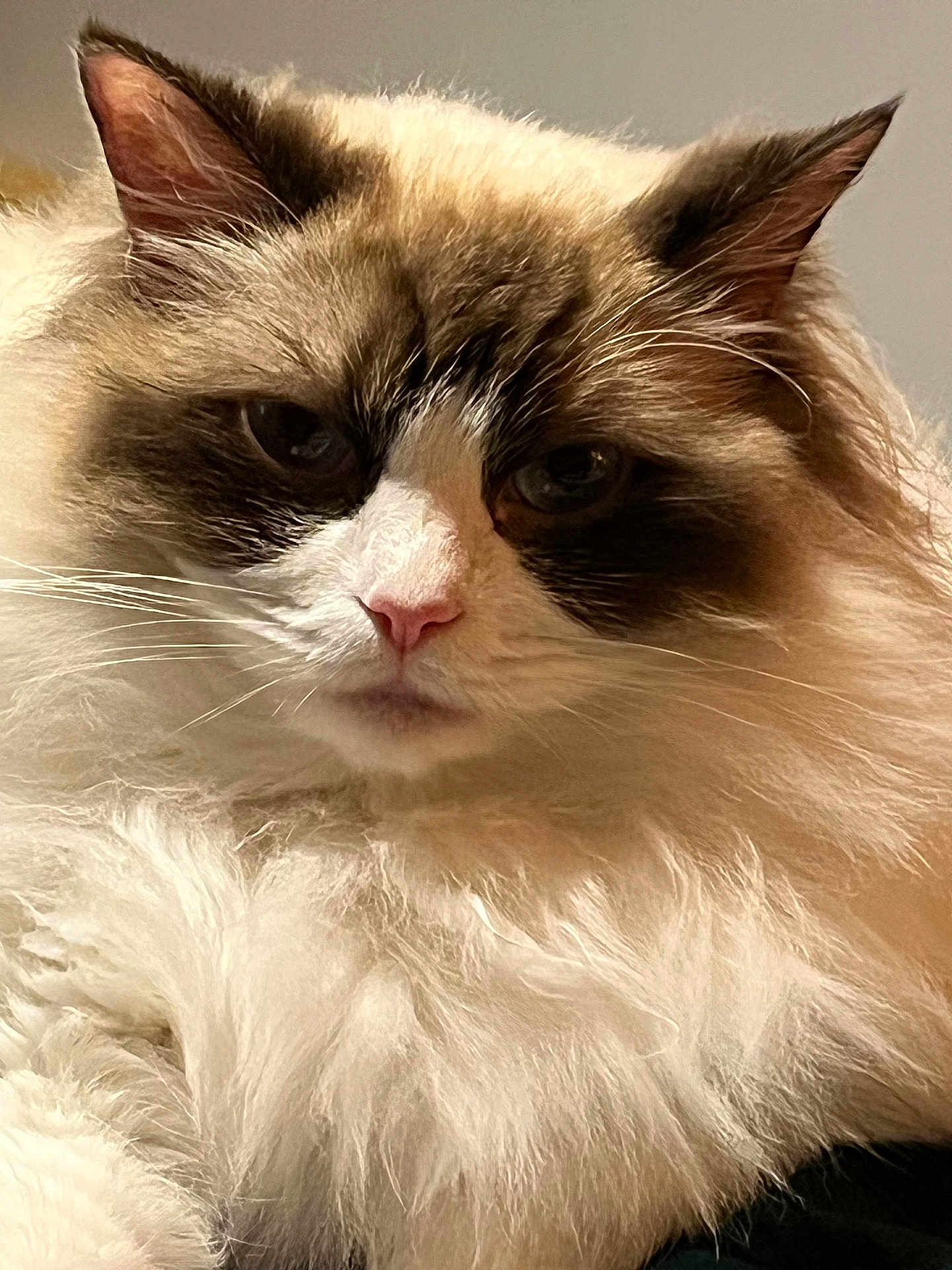 Bella joined the competition — help win amazing prizes! cat, fluffy, long_hair, close_up, portrait, animal, pet, whiskers, ears, fur, face, indoor, domestic_cat, feline, cute, soft, relaxed, mammal, pink_nose, calm