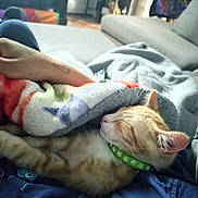 Huero joined the competition — help win amazing prizes! cat, sleeping, blanket, lap, collar, green_collar, paw_prints, fleece_blanket, orange_cat, white_cat, indoor, cozy, resting, human_arm, couch, furniture, relaxation, pet, comfort, home
