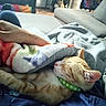 cat, sleeping, blanket, lap, collar, green_collar, paw_prints, fleece_blanket, orange_cat, white_cat, indoor, cozy, resting, human_arm, couch, furniture, relaxation, pet, comfort, home