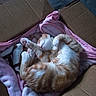 cat, kitten, sleeping, cardboard_box, pink_blanket, cozy, pet, fur, whiskers, paws, cute, resting, domestic_animal, indoor, animal, feline, soft, blanket, relaxation, peaceful