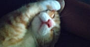 Huero joined the competition — help win amazing prizes! animal, blur, cat, close_up, cozy, cute, domestic, face, feline, fur, indoor, nose, orange_cat, paw, pet, relaxed, resting, sleeping, whiskers, white_fur