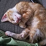 Huero joined the competition — help win amazing prizes! animal, bed, cat, close_up, cozy, curled_up, cute, fur, indoor, kitten, nose, orange, paw, pet, relaxed, resting, sleeping, soft, whiskers, white