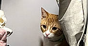 Huero joined the competition — help win amazing prizes! cat, orange_cat, white_cat, closet, clothing, hanger, toothbrush, storage_bag, appliance, airdoctor, indoor, curious, peeking, feline, pet, domestic_animal, quiet, shadow, hidden, small_space