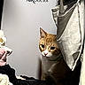 cat, orange_cat, white_cat, closet, clothing, hanger, toothbrush, storage_bag, appliance, airdoctor, indoor, curious, peeking, feline, pet, domestic_animal, quiet, shadow, hidden, small_space