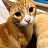 cat, ginger_cat, close_up, tongue_out, cute, pet, animal, whiskers, indoor, feline, curious, soft_fur, domestic, face, ears, eyes, pink_nose, cozy, blurred_background, household