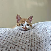 Sunny is registered to the contest to win money with this photo: animal, blanket, cat, closeup, cozy, curious, cute, ears, face, feline, indoors, kitten, neutral_background, orange_and_white, pet, resting, soft, texture, whiskers, young