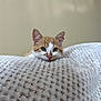 animal, blanket, cat, closeup, cozy, curious, cute, ears, face, feline, indoors, kitten, neutral_background, orange_and_white, pet, resting, soft, texture, whiskers, young