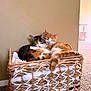 Sunny is registered to the contest to win money with this photo: animal, basket, blanket, carpet, cat, cats, cozy, cute, feline, indoor, orange_cat, pair, peaceful, pets, relaxing, resting, sleeping, snuggling, tabby_cat, woven_basket