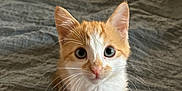 Sunny joined the competition — help win amazing prizes! animal, bed, blanket, cat, curious, cute, ears, eyes, fur, indoor, kitten, looking_up, orange, pet, sitting, small, texture, whiskers, white, young