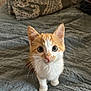 animal, bed, blanket, cat, curious, cute, ears, eyes, fur, indoor, kitten, looking_up, orange, pet, sitting, small, texture, whiskers, white, young