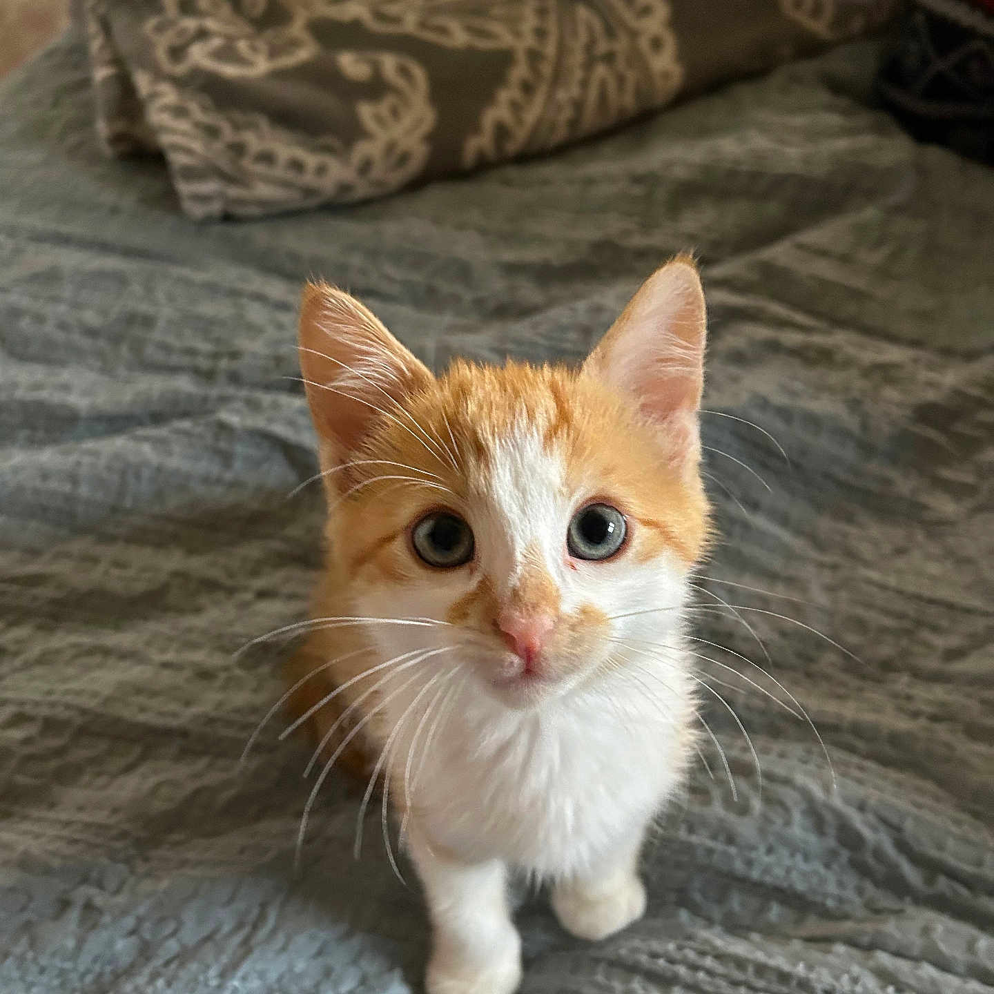 Sunny joined the competition — help win amazing prizes! animal, bed, blanket, cat, curious, cute, ears, eyes, fur, indoor, kitten, looking_up, orange, pet, sitting, small, texture, whiskers, white, young