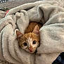 Sunny is registered to the contest to win money with this photo: animal, blanket, carpet, cat, cozy, cute, ears, eyes, face, fur, indoors, kitten, orange_cat, pet, resting, small, snuggled, soft, warm, white_blanket