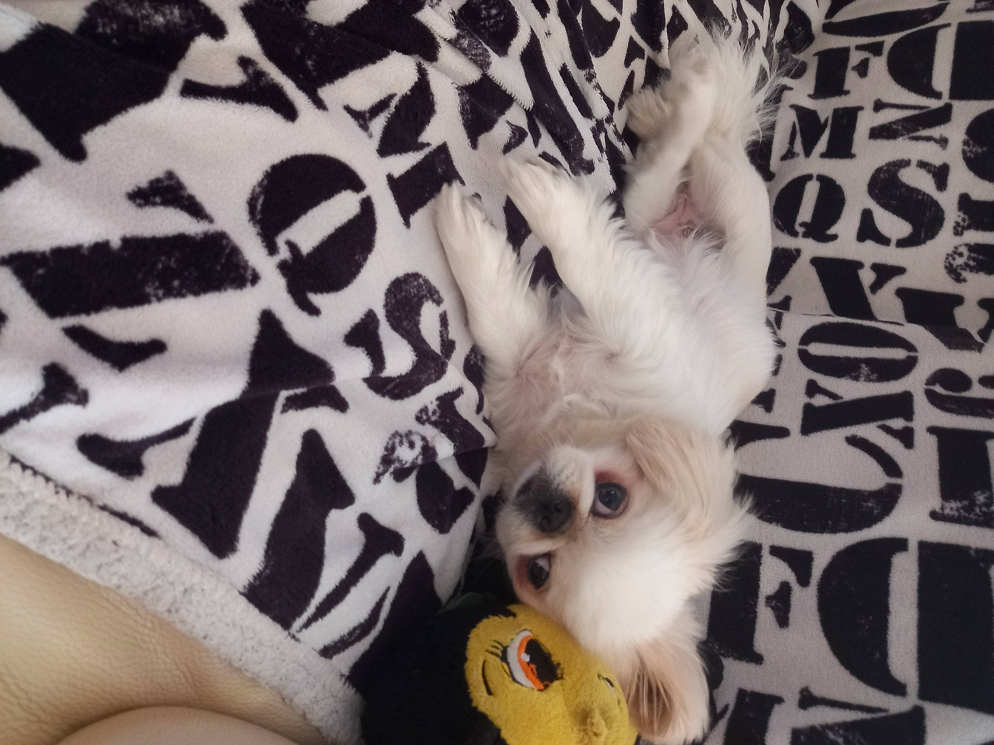 Lou a rejoint le concours — aidez-le/la à gagner de superbes lots ! canidae, carnivore, comfort, companion_dog, dog, dog_breed, dog_clothes, dog_supply, fawn, font, fur, monochrome, monochrome_photography, pattern, snout, sporting_group, sunglasses, toy_dog, whiskers, working_animal