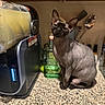 animal, appliance, blender, cat, countertop, curious, domestic, feline, glass_bottle, granite_countertop, hairless_cat, indoor, kitchen, looking_at_camera, pet, portrait, small_pet, sphynx_cat, spoon, utensils