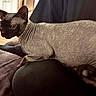 Miko is registered to the contest to win money with this photo: animal, black_ears, cat, closeup, couch, cozy, eyes, feline, gold_chain, hairless_cat, indoor, lap, person, pet, portrait, relaxed, resting, sphynx_cat, unique, wrinkled_skin