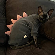 Miko is registered to the contest to win money with this photo: sphynx_cat, cat, pet, dinosaur_costume, sweater, pink_spikes, dark_couch, indoor, feline, animal, curious, sitting, cozy, portrait, hairless_cat, looking_at_camera, cute, domestic_animal, furniture, brown
