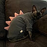 sphynx_cat, cat, pet, dinosaur_costume, sweater, pink_spikes, dark_couch, indoor, feline, animal, curious, sitting, cozy, portrait, hairless_cat, looking_at_camera, cute, domestic_animal, furniture, brown