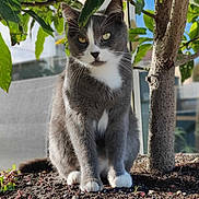 Bouba participe au concours pour gagner de l'argent avec cette photo : abyssinian, angora, animal, cat, jar, kitten, leaf, manx, oak, pet, plant, planter, pottedplant, pottery, soil, sycamore, tree, vase, window, windowsill