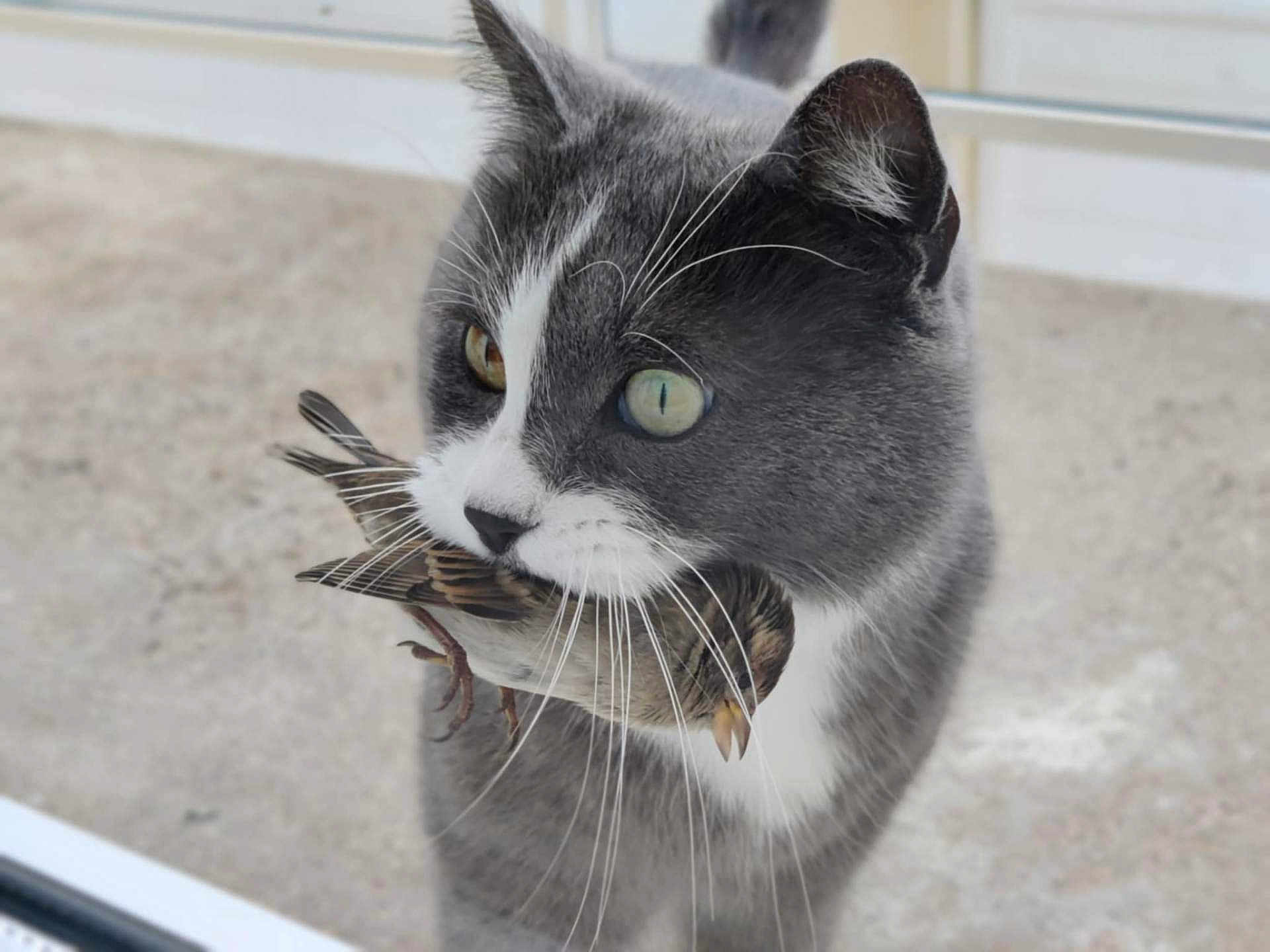 Bouba participe au concours pour gagner de l'argent avec cette photo : abyssinian, angora, animal, beak, bee, bird, cat, egyptiancat, electronics, hardware, hunting, insect, invertebrate, kitten, manx, pet, snout, wasp, window, windowsill