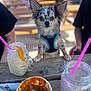animal, beverage, blue_harness, blurred_background, casual, chihuahua, chip, daylight, dog, drink, food, mason_jar, outdoor, people, pet, pink_straw, sauce, small_dog, table, wooden_table