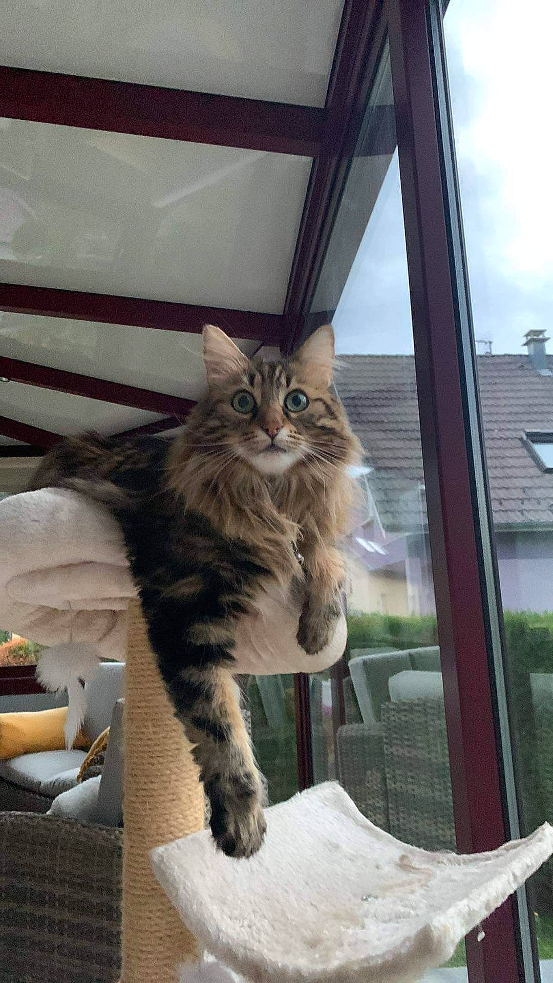 Lili participe au concours pour gagner de l'argent avec cette photo : box, carnivore, cat, claw, comfort, domestic_short_haired_cat, fawn, felidae, fur, glass, maine_coon, paw, sky, small_to_medium_sized_cats, tail, terrestrial_animal, tree, whiskers, window, wood