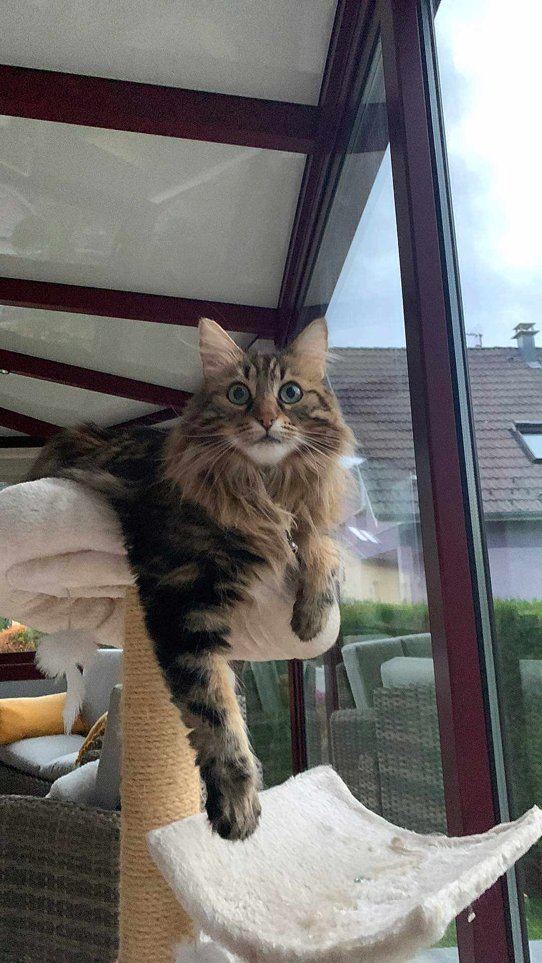 Lili