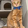 cat, orange_tabby, bow_tie, cat_tree, pet, indoor, feline, sitting, fur, whiskers, ears, tail, animal, cute, domestic, portrait, looking, muzzle, claws, furniture