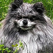 Merlin a rejoint le concours — aidez-le/la à gagner de superbes lots ! animal, canine, cute, dog, ears, eyes, flowers, fluffy, fur, grass, gray, greenery, muzzle, nature, outdoor, pet, portrait, sitting, snout, white