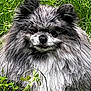 animal, canine, cute, dog, ears, eyes, flowers, fluffy, fur, grass, gray, greenery, muzzle, nature, outdoor, pet, portrait, sitting, snout, white