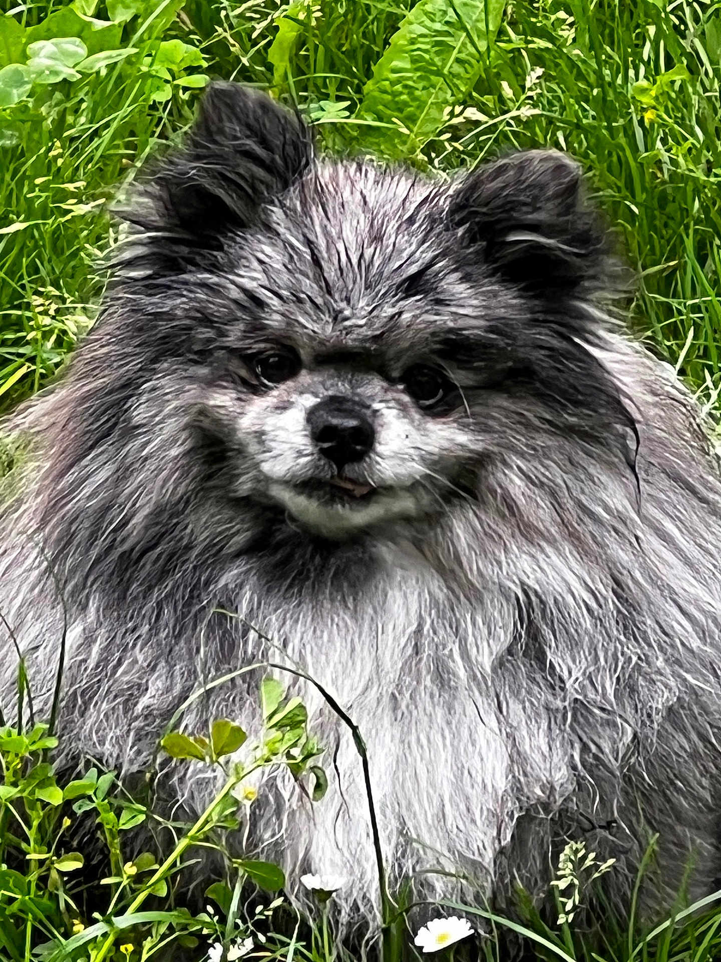 Merlin