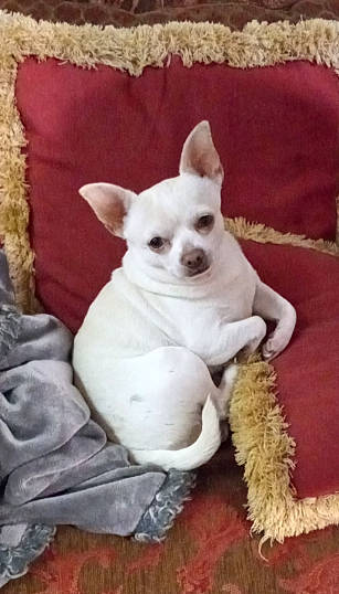 Paco joined the competition — help win amazing prizes! canidae, carnivore, comfort, companion_dog, dog, dog_breed, dog_supply, ear, fawn, linens, non_sporting_group, snout, sporting_group, tail, terrestrial_animal, toy_dog, working_animal