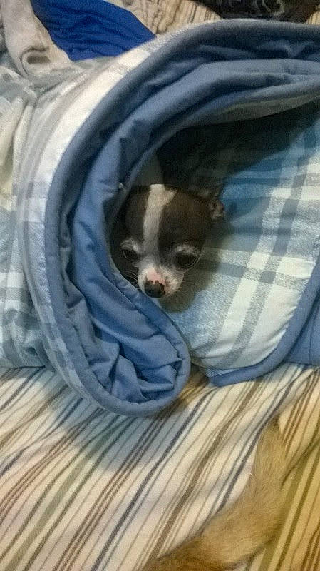 Boodraux joined the competition — help win amazing prizes! bedding, carnivore, cat_supply, comfort, companion_dog, dog, dog_breed, dog_supply, duvet, felidae, fur, linens, liver, pet_supply, snout, sporting_group, terrestrial_animal, toy_dog, whiskers, working_animal