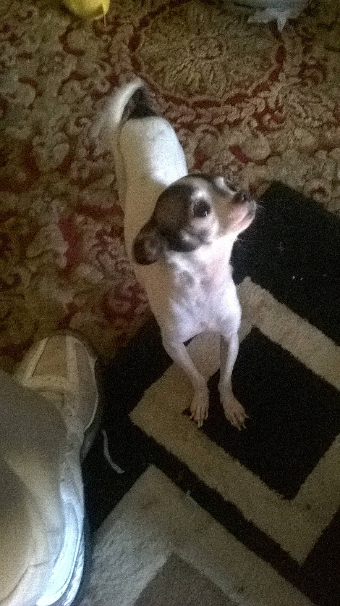 Boodraux joined the competition — help win amazing prizes! canidae, carnivore, comfort, companion_dog, dog, dog_breed, fawn, felidae, flooring, fur, non_sporting_group, paw, plastic_bag, small_to_medium_sized_cats, snout, sporting_group, tail, toy_dog, whiskers, working_animal