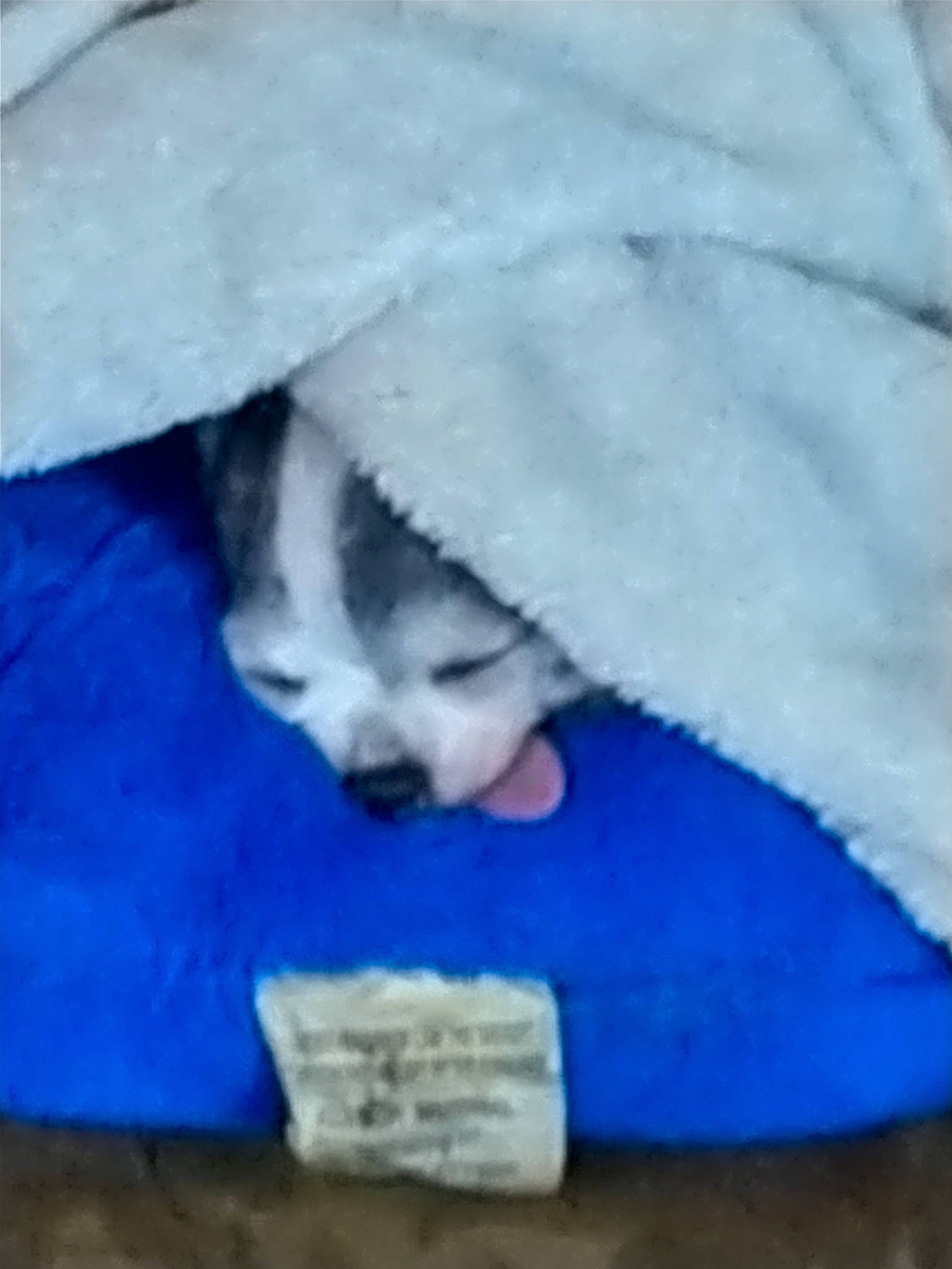 Boodraux is registered to the contest to win money with this photo: canidae, carnivore, comfort, companion_dog, dog_breed, electric_blue, fawn, felidae, foot, fur, human_leg, jaw, leg, mammal, paw, small_to_medium_sized_cats, snout, tail, terrestrial_animal, whiskers