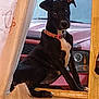 alert, animal, black_dog, collar, curious, curtain, dog, domestic_animal, house, indoors, looking, mammal, pet, red_car, side_view, sitting, vehicle, window, wooden_ledge, young_dog