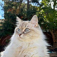 Cupcake is registered to the contest to win money with this photo: cat, fluffy, blue_eyes, portrait, outdoor, nature, greenery, sunlight, feline, whiskers, animal, pet, close_up, soft_fur, alert, ears, mammal, domestic_cat, beautiful, calm