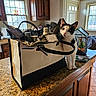 Loki is registered to the contest to win money with this photo: backpack, bag, black_and_white, cat, chair, coat, countertop, curious, furniture, houseplant, indoor, kitchen, knives, natural_light, pet, stove, table, tile_floor, utensils, window