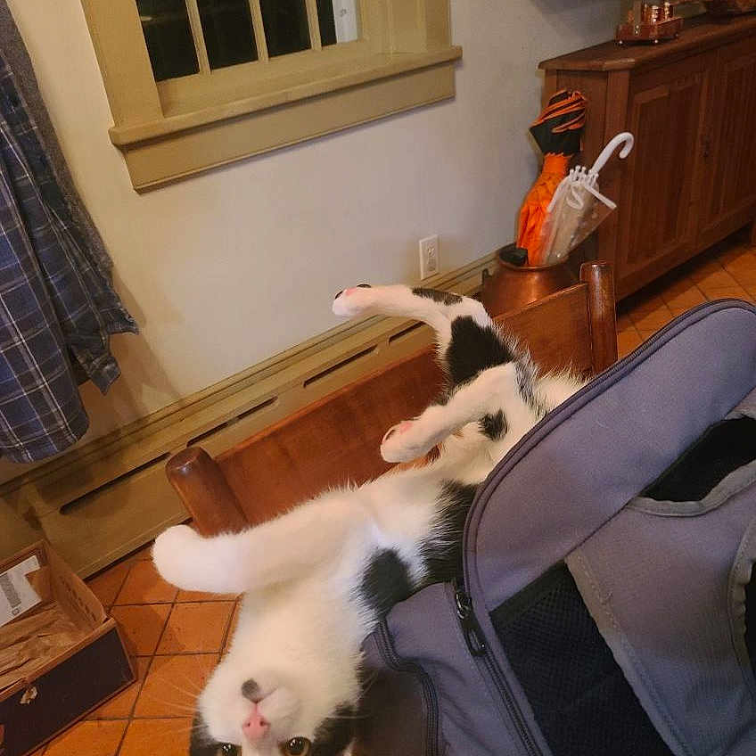 Loki