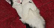 Loki joined the competition — help win amazing prizes! animal, black_and_white, cat, cozy, cute, domestic_cat, ears, feline, fur, indoor, paw, pet, pink_nose, red_background, relaxed, resting, sleeping, soft, texture, whiskers