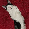 animal, black_and_white, cat, cozy, cute, domestic_cat, ears, feline, fur, indoor, paw, pet, pink_nose, red_background, relaxed, resting, sleeping, soft, texture, whiskers