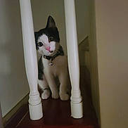 Loki joined the competition — help win amazing prizes! animal, balusters, bell, black_and_white, cat, collar, curious, cute, domestic, ears, eyes, face, furniture, indoor, kitten, pet, tilted_head, vertical_bars, whiskers, wooden_surface