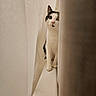 Loki joined the competition — help win amazing prizes! animal, black_and_white, cat, cozy, curious, curtains, cute, domestic, feline, hidden, indoor, peeking, pet, pink_nose, quiet, shy, small_space, soft_light, whiskers, wide_eyes